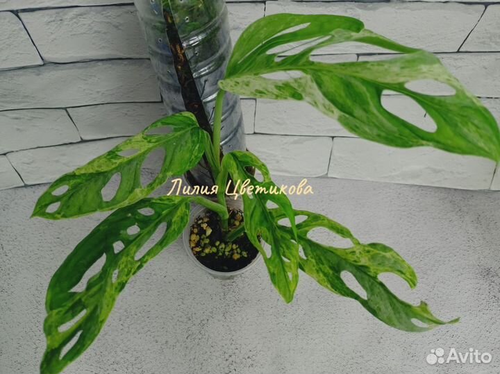 Декоративно-лиственные комнатные растения