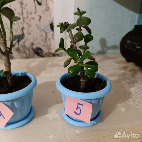 Толстянка