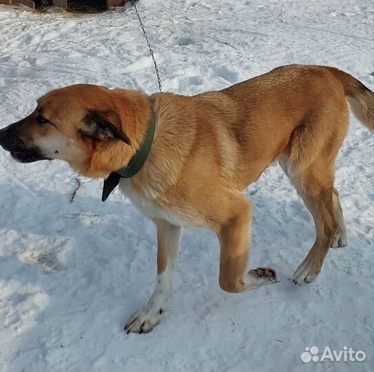 Собака-охранница