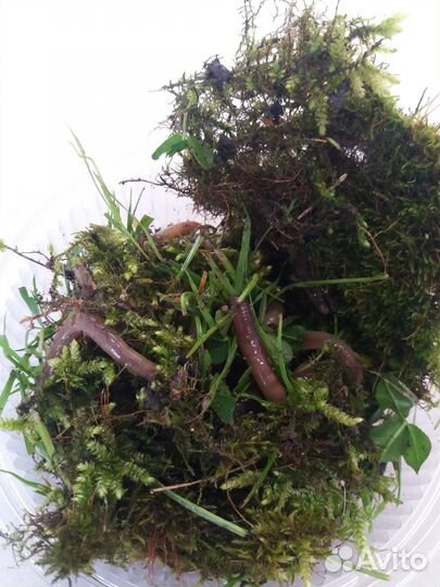 Черви выползки