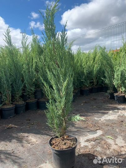 Можжевельник скальный мунглоу