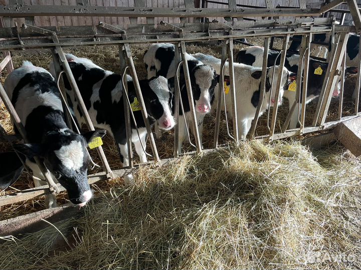 Теляьа бычки