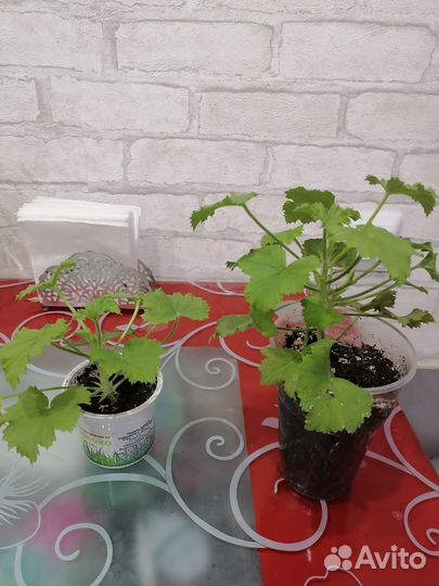 Пеларгония герань