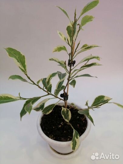 Фикусы Нитида Гавайи, Альба, Нью Клон