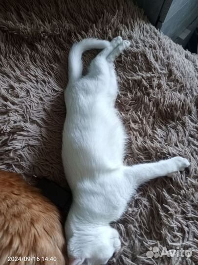 Котенок белый Сибиряк