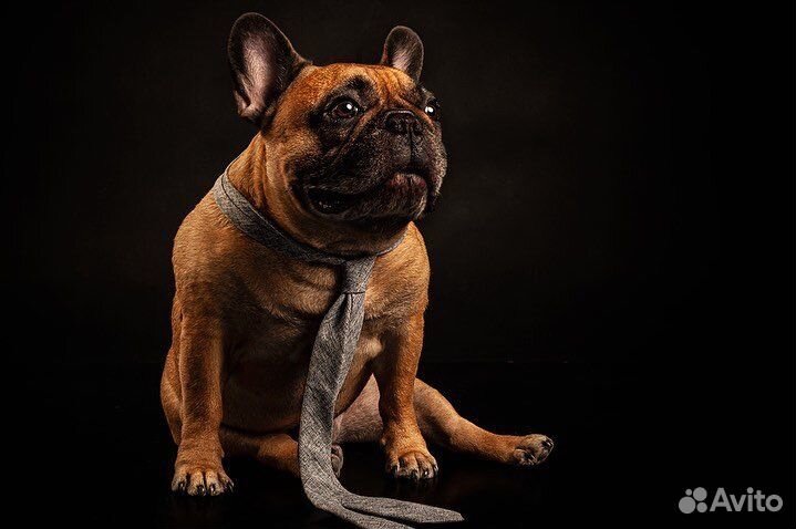 Фотосессия с собакой (фотограф-анималист)