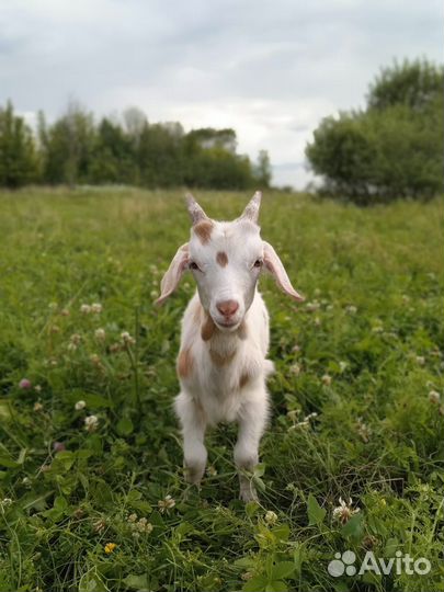 Тёлки и др с/х животные