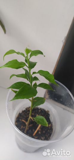 Бугенвиллия