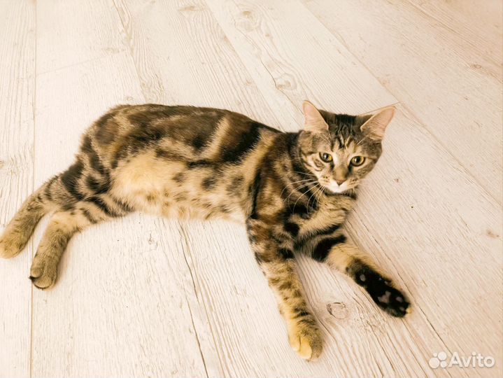 Котенок курильский бобтейл