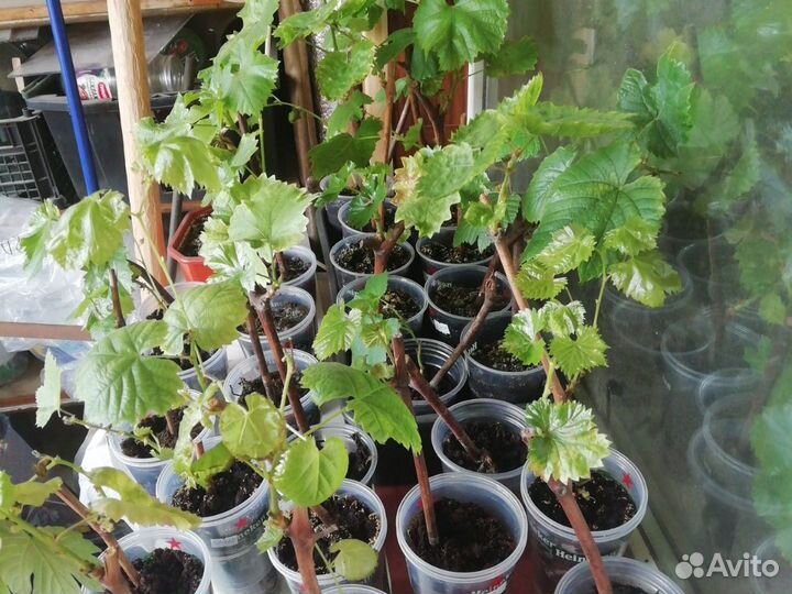 Виноград Русбол, Кодрянка, Ананасный