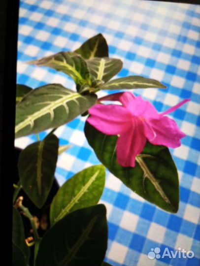 Руэллия, Рэо, Сеткретазия пурпурная