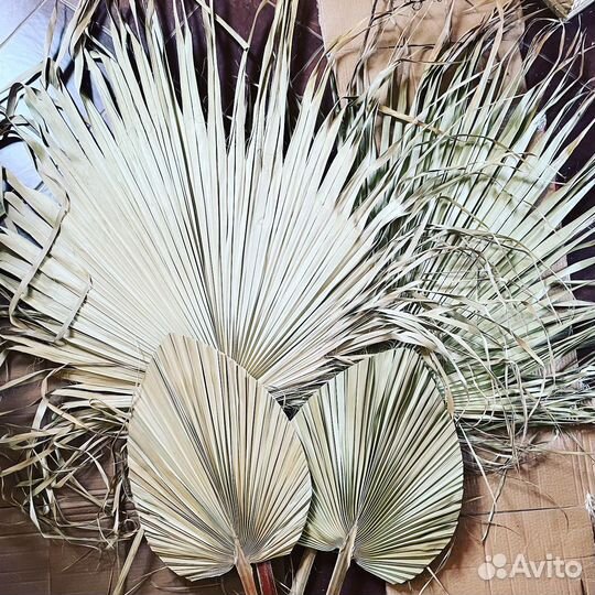 Пальмовые листья