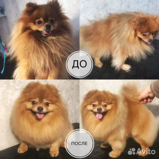 Стрижка собак и кошек Ухта