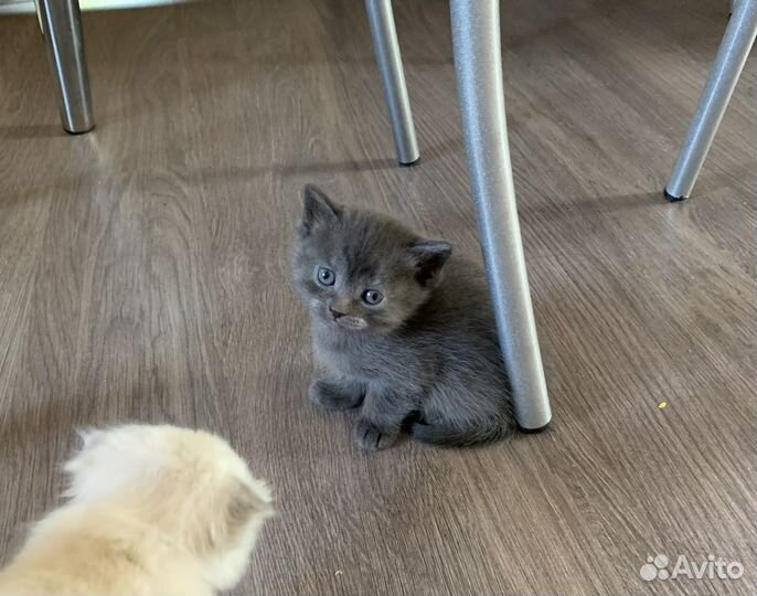 Котята от вислоухой шотландской кошки