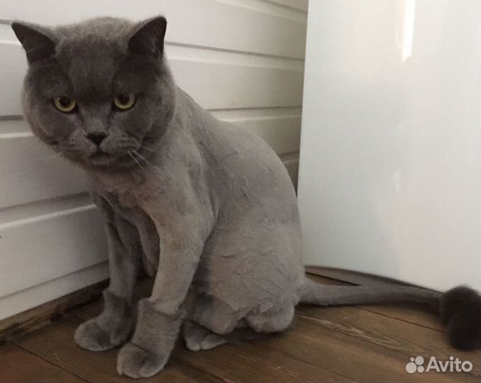 Груминг кошек и собак