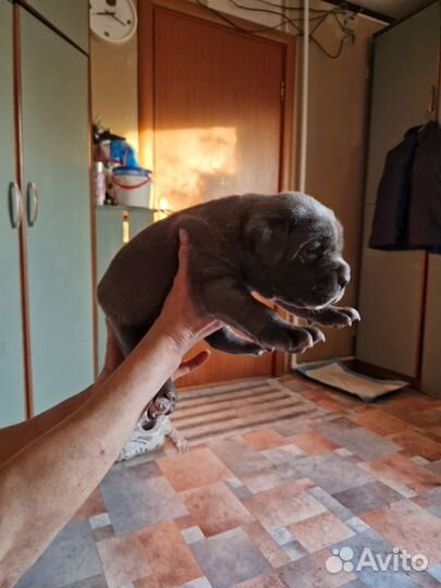 Щенки кане Корсо