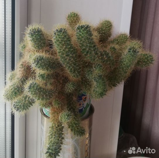 Фуксия, толстянка