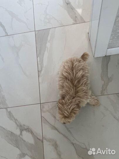 Мальтипу ф1 шикарный мальчик капучино карамель