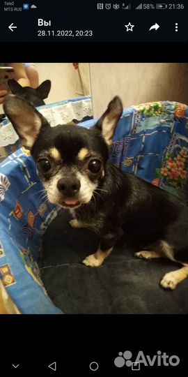 Собаки бесплатно