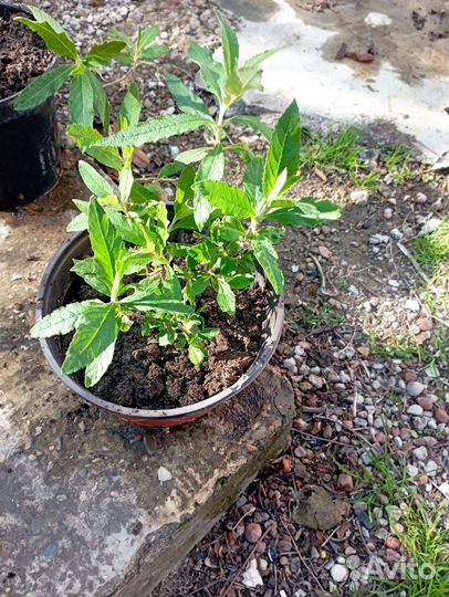 Растения для сада