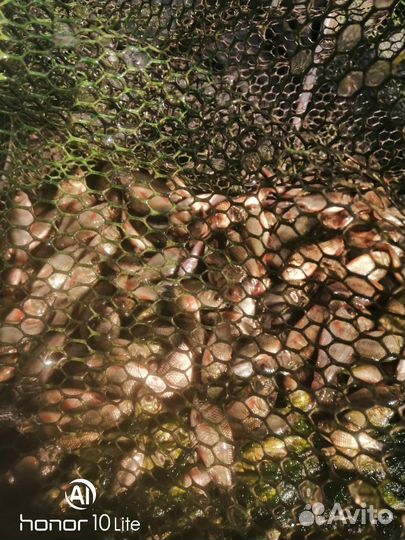 Наживка на судака