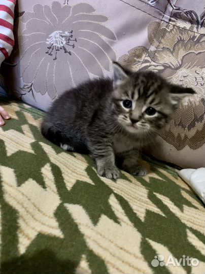 Шотландская вислоухая