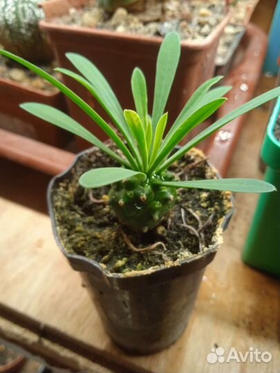 Эуфорбия габизан