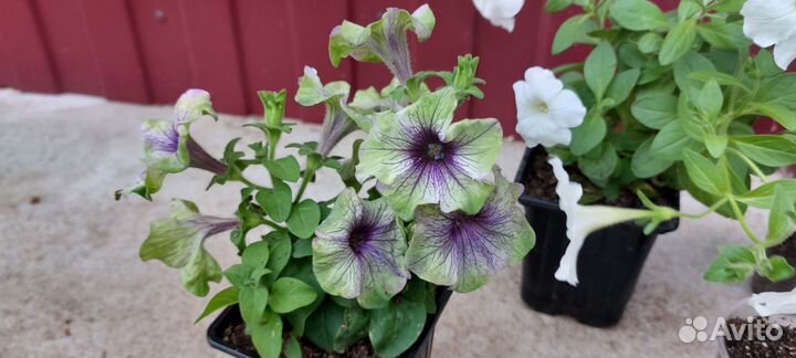 Набор растений