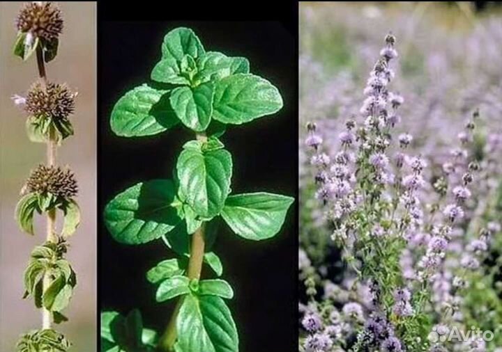 Болотная мята Омбала