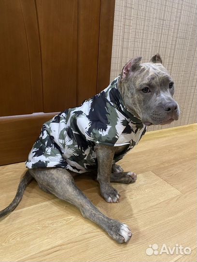 Жилет для больших собак, маркировка китайская 5XL