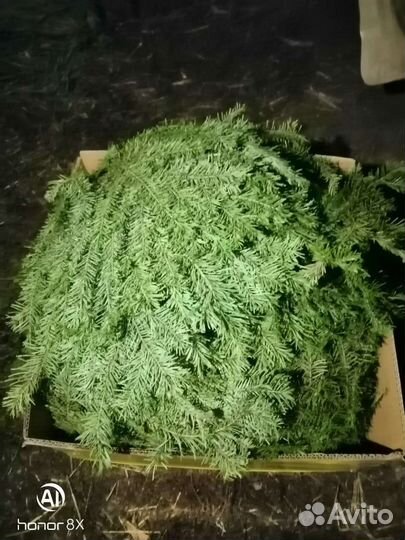 Супер веники для бани дубовые, берёзовые, пихтовые