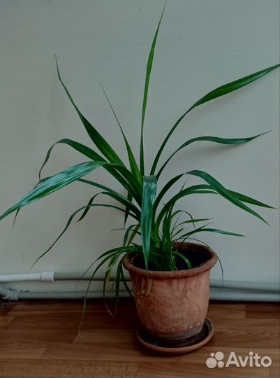 Пальма панданус