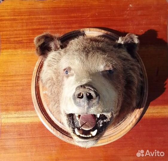 Голова медведя.(имитация)