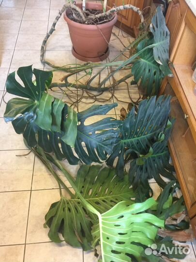 Монстера вариегатная