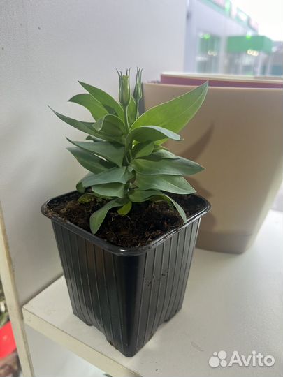 Эустома в горшке