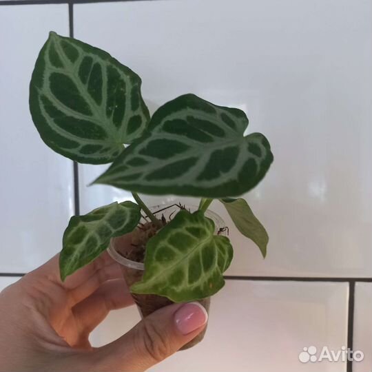 Антуриум сильвер блаш