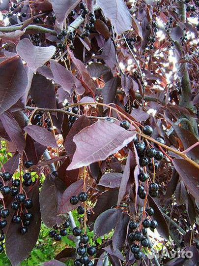 Черемуха шуберта