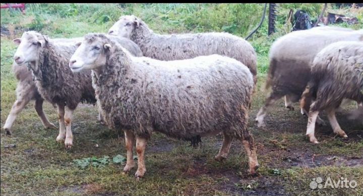 Овцы бараны