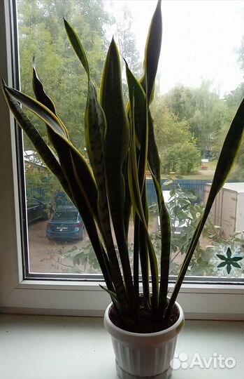 Сансивиерия трехполосная