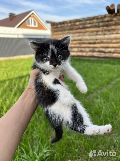 Кошка в дар бесплатно