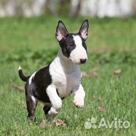 минибуль - Собаки и щенки🐕 породы Бультерьер: купить недорого во всех  регионах | Цены на собак | Авито