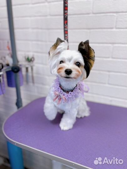 Стрижка и тримминг собак