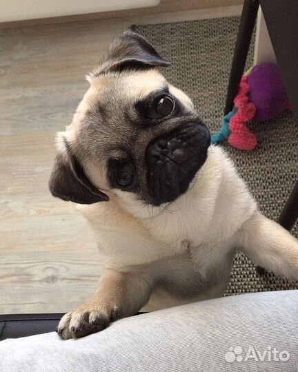 Передержка домашних питомцев