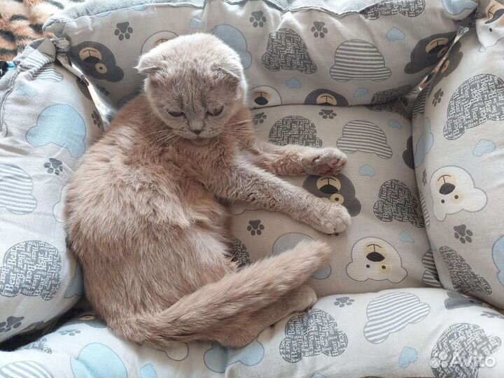 Британская кошка