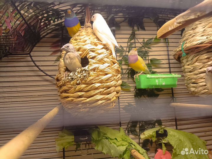 Амадины гульда желтые и природник