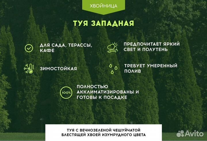 Туи из питомника Смарагд,Брабант,Колумна