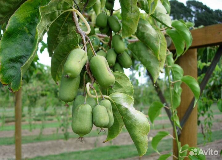 Актинидия аргута