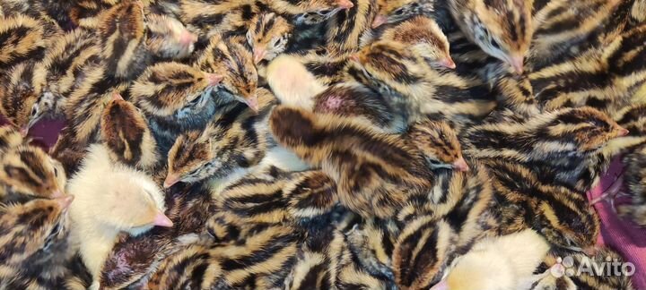 Несушки перепëлки цыплята петух