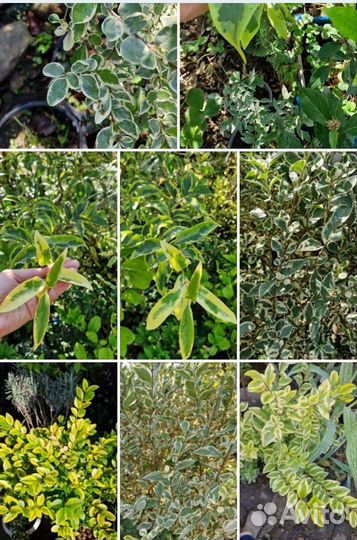 Лгуструм, бирючина, 5 сортов