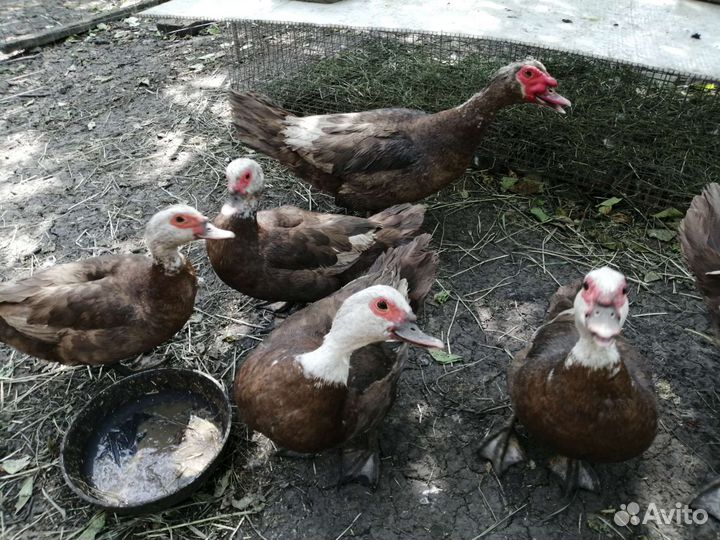 Мускусные утки